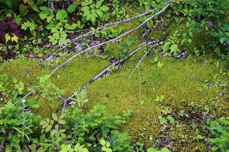 Pleurozium schreberi